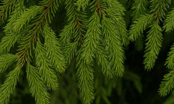 spruce tree branches